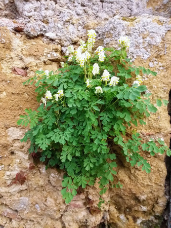 White flowers on a stone wall in the village of Rethymno Crete Greeceの写真素材