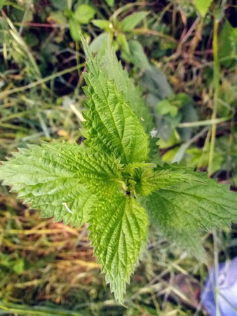Nettle (Urtica dioica) growing in the gardenの写真素材