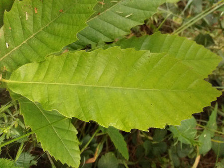 Leaves of chestnut on the ground, closeup of photoの写真素材