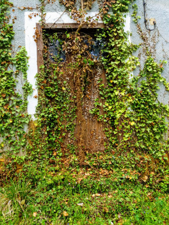 Old weathered wall covered with green ivy and leafs.の写真素材