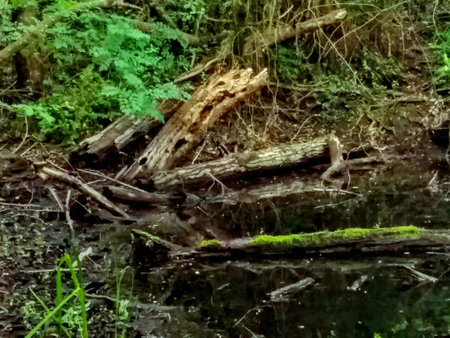 image of a forest with green mossの写真素材