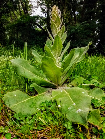 A closeup shot of a green plant in the middle of the forestの写真素材