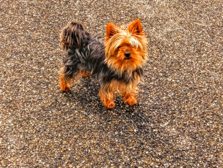 Yorkshire Terrier standing on the asphalt. Yorkshire Terrier puppyの写真素材