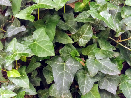 Ivy leaves background. Green ivy texture. Natural background.の写真素材