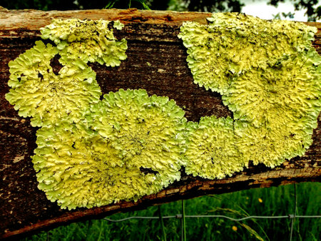 Moss on the bark of a tree, closeup of photoの写真素材
