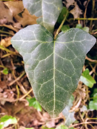Green leaf of ivy in the forest. Selective focus.の写真素材