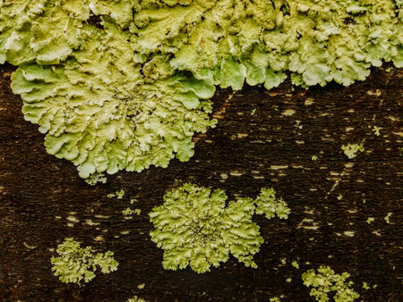 moss on the bark of a tree, closeup of photoの写真素材