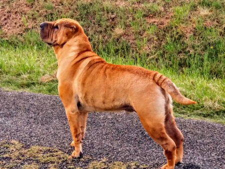 Dogue de Bordeaux dog standing on the road. French Mastiffの写真素材