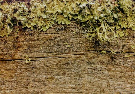 Old wood texture with moss and lichen. Natural background for design.の写真素材