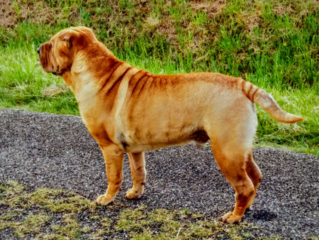 Dog standing on the road in the park.の写真素材