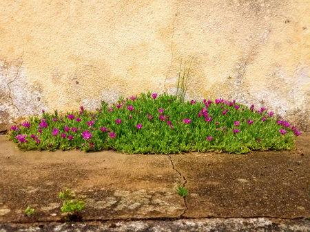 Flower in the garden on the cement wall background with copy spaceの写真素材