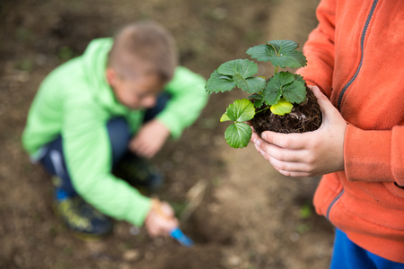 Brothers are plantings a seedling of strawberry. Home grown fruit and vegetables, biodynamic farming, organic horticulture concept photo.の写真素材