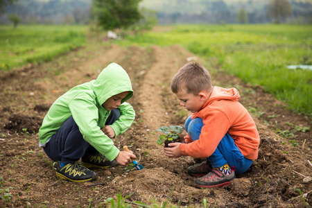 Brothers are plantings a seedling of strawberry. Home grown fruit and vegetables, biodynamic farming, organic horticulture concept photo.の写真素材