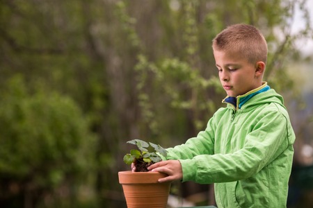 Young boy is planting a seedling of strawberry in a terracotta pot, to grow on balcony. Home grown fruit and vegetables, biodynamic farming, organic horticulture concept photo.の写真素材