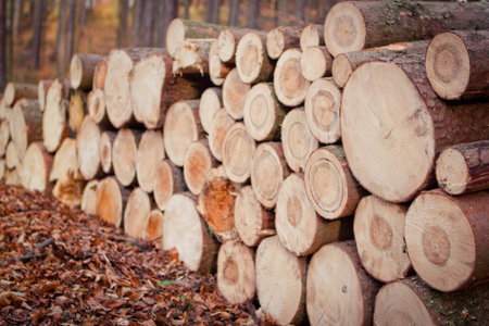 Colorful stack of wooden in Polish forest