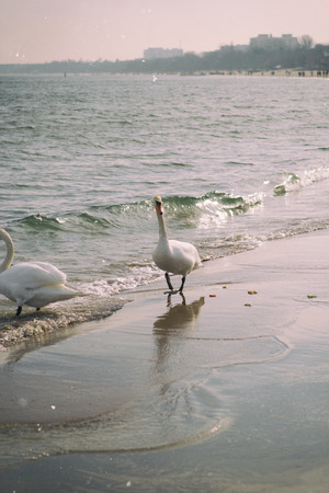 White swans on the beach in Polish Sopotの写真素材