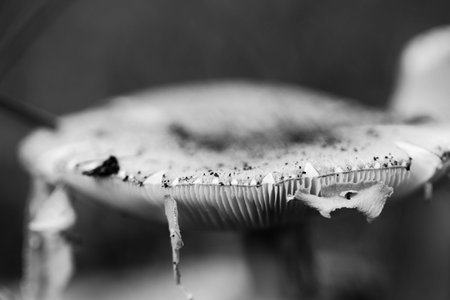 Black and white photo of a fly agaric in the forestの写真素材