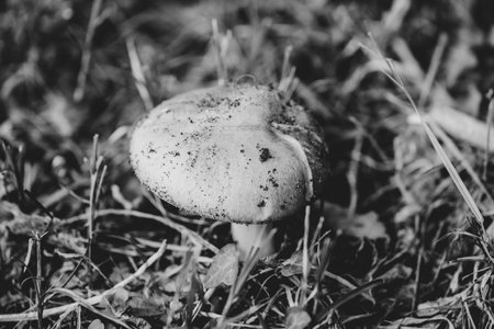 Mushroom in the grass close-up. Black and white photo.の写真素材