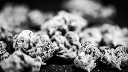 Cannabis buds on a black background. Close-up.の写真素材