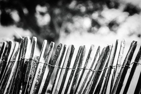 Black and white photo of a fence made of old wooden boards.の写真素材