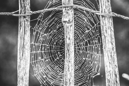 Spider web on a fence in the forest. Selective focus.の写真素材