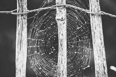 Spider web in the garden on a sunny day. Black and white photo.の写真素材
