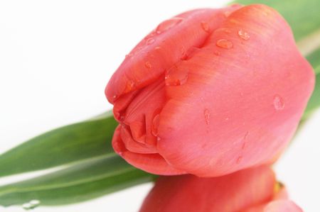 flower tulipの写真素材