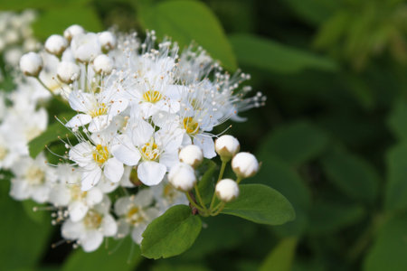 beautiful white flowers of bush