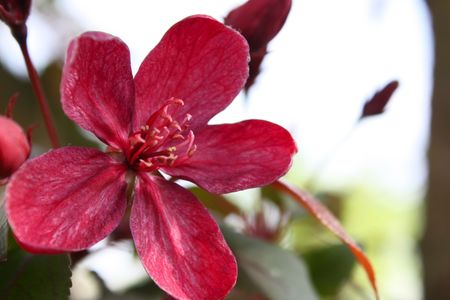 charming red flower of wild apple treeの写真素材