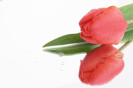 flower tulipの写真素材