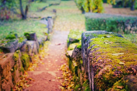 Forest path in the green natureの写真素材