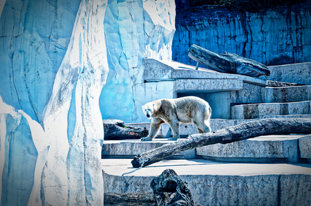 Polar bear Ursus maritimus or polar bear in a zoo with ice and tree trunk in cool blue opticsの写真素材