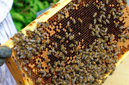 Bee hives of a beekeeper in the care of bees with honeycombs and honey bees