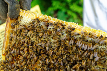 Bee hives of a beekeeper in the care of bees with honeycombs and honey bees