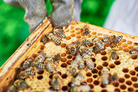 Bee hives of a beekeeper in the care of bees with honeycombs and honey bees