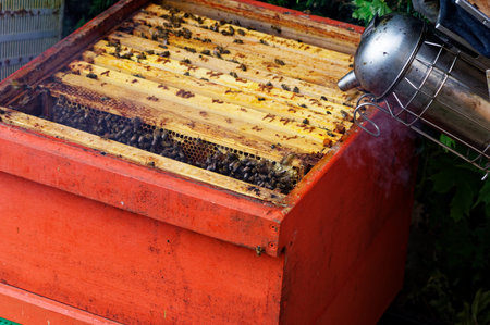 Bee hives of a beekeeper in the care of bees with honeycombs and honey bees
