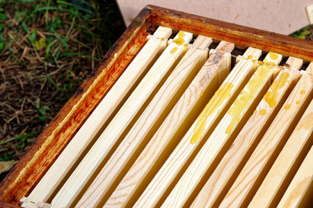 Bee hives of a beekeeper in the care of bees with honeycombs and honey bees