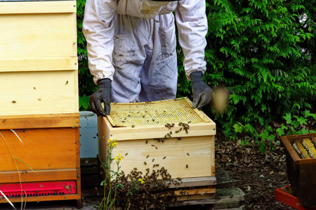 Bee hives of a beekeeper in the care of bees with honeycombs and honey bees