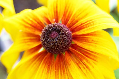 Rough sun hat Rudbeckia hirta in yellow and red colors with calyxの写真素材