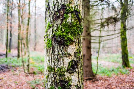 Trunk and branch of a tree with a mushroom in bright colorsの写真素材