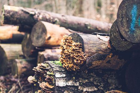 Trunk and branch of a tree with a mushroom in bright colorsの写真素材
