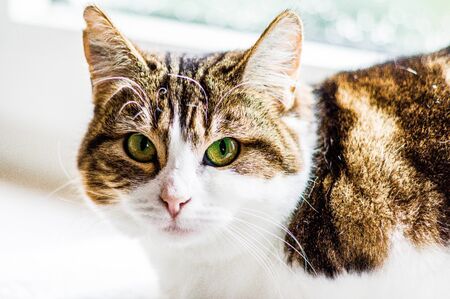 European shorthair cat with a penetrating look and green eyesの写真素材