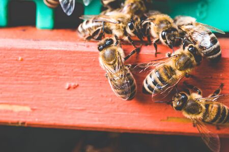 Bee hives of a beekeeper in the care of bees with honeycombs and honey beesの写真素材
