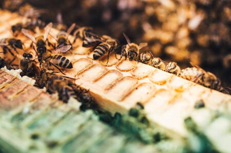 Bee hives of a beekeeper in the care of bees with honeycombs and honey beesの写真素材