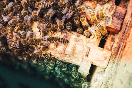 Bee hives of a beekeeper in the care of bees with honeycombs and honey beesの写真素材