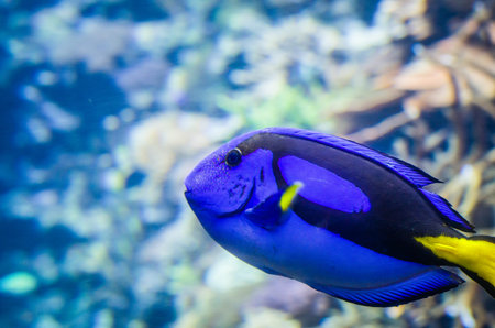 Tropical Fish Dorie in a marine aquarium in blue optics Paracanthurus hepatusの写真素材