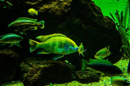 Tropical fish in a sea aquarium in the sea in blue opticsの写真素材