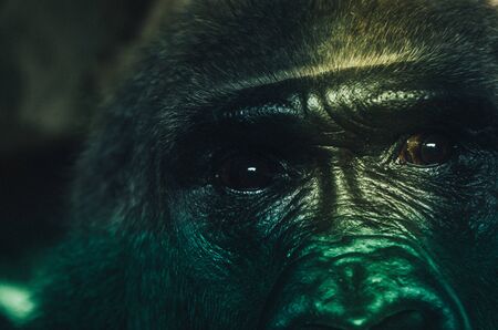 Close-up of a lowland gorilla with eyes and faceの写真素材