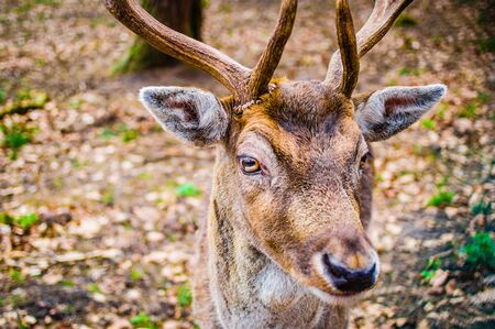 Young deer with antlers and macroの写真素材