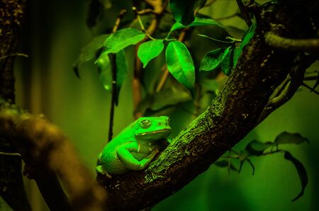 Griffin frog Phyllomedusa frog in green sitting on a branchの写真素材